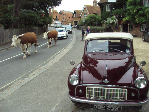 morris minor and cows